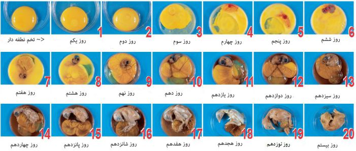 تصاویر مراحل رشد جنین داخل تخم مرغ