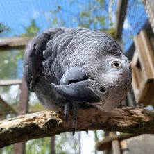 ماشین جوجه دراوری - نمایی از کاسکو دم قرمز