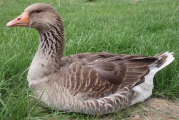 نژاد زرد آمریکایی American Buff