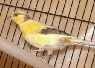 ماشین جوجه درآوری - قناری آوازخوان آمریکایی