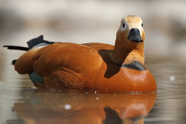 ماشین جوجه درآوری - اردک غازنما