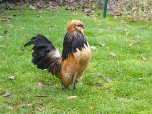 انکیباتور - مرغ بلژیکی دی واترمال