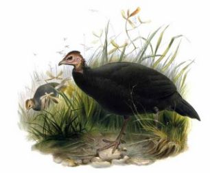 مرغ مصری - مرغ شاخدار - Black-guineafowl