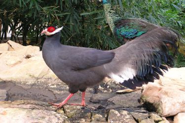 قرقاول نژاد گوش دار آبی Blue eared pheasant