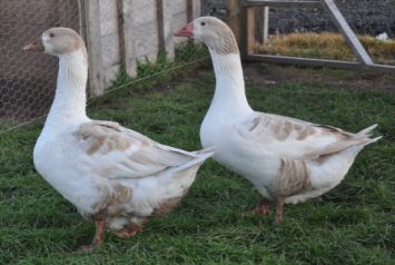 نژاد زرد بریکون Brecon Buff