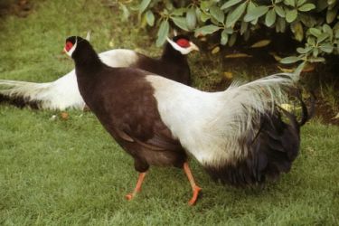 قرقاول نژاد گوش دار قهوه ای Brown eared pheasant