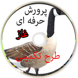 پرورش حرفه ای غاز