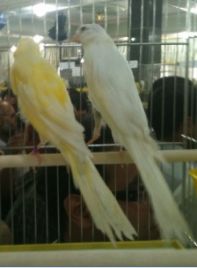 تخم نطفه دار - قناری رسمی بلند