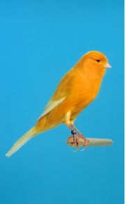 انکیباتور - بهداشت قناری