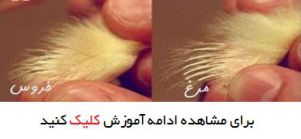 نحوه تشخیص نر یا ماده بودن جوجه - مرغ یا خروس؟