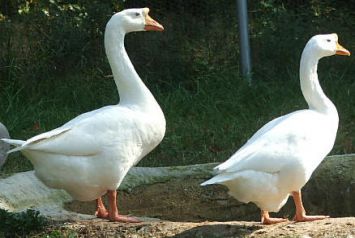 نژاد چینی Chinese