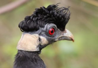 مرغ نژاد شاخدار - Crested-guineafowl