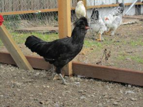 دستگاه جوجه کشی - مرغ نژاد ارمنی در قفس