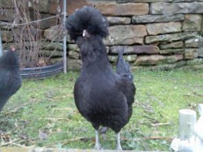 ماشین جوجه درآوری - طیور نژاد ارمنی