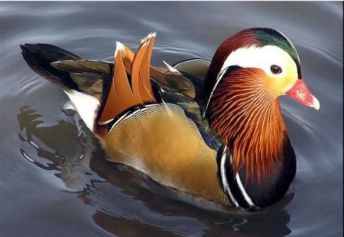 ماشین جوجه درآوری - اردک زینتی