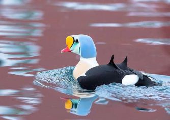 تخم نطفه دار - اردک زیبا