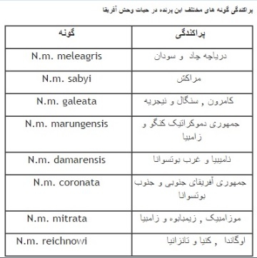 دستگاه جوجه کشی - جدول پراکندگی گونه های مختلف مرغ گینه در حیات وحش آفریقا