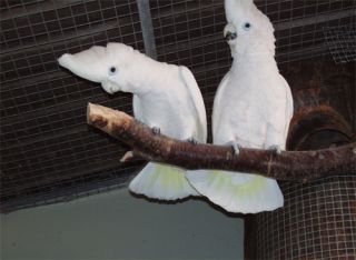 تخم نطفه دار طوطی خورشیدی