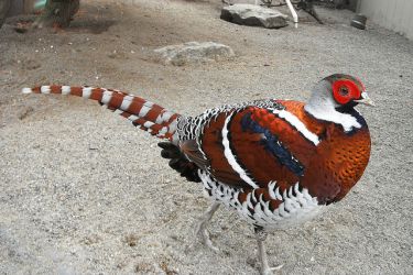 قرقاول نژاد الیوت Elliot pheasant