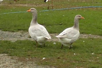 نژاد فرانکونیان Franconian