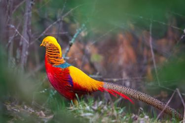 قرقاول نژاد طلایی بلژیکی Golden pheasant