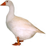 عکس غاز عکس جوجه غاز عکس تخم غاز