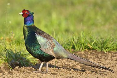 قرقاول سبز پاکستانی Pakistan green pheasant