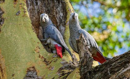 انکیباتور - جوجه کاسکو