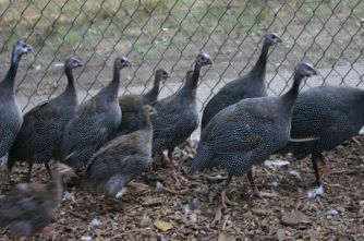 دستگاه جوجه کشی - سیستم بسته پرورش مرغ گینه