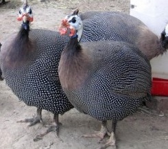 دستگاه جوجه کشی - مرغ گینه نژاد بنفش کم رنگ