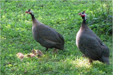 انکیباتور - تشخیص جنسیت مرغ گینه