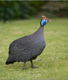 انکیباتور - مرغ گینه نژاد مروارید