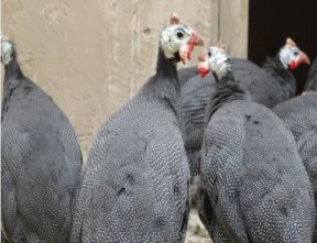 تخم نطفه دار - سیستم پرورش نیمه آزاد مرغ گینه