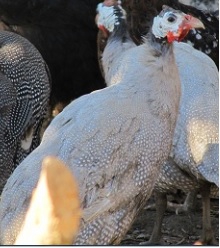 تخم نطفه دار - مرغ گینه نژاد سفید