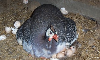 تخم نطفه دار - تولید تخم مرغ گینه