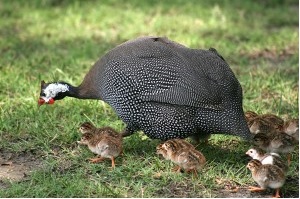 انکیباتور - سیستم پرورش آزاد مرغ گینه