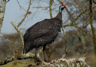 تصویر مرغ شاخدار - Helmeted-guineafowl