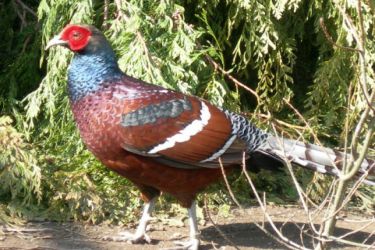 قرقاول نژاد هوم دم باریک Hum tight tail pheasant