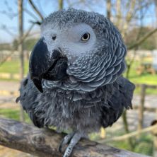 دستگاه جوجه کشی - کاسکو دم قرمز