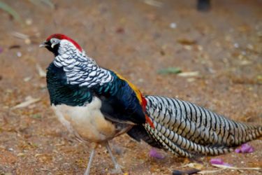 قرقاول نژاد لیدی آمهرت - اصل Lady amhert pheasant
