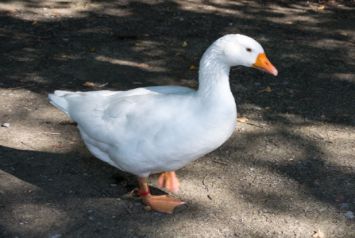 نژاد لیپی گانز Lippeganse