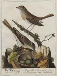 نقاشی زیبایی از بلبل