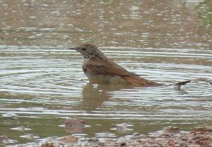 نمایی از بلبل درآب
