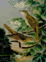 نقاشی بلبل زیبا