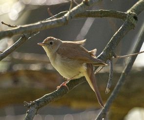 عکس بلبل در جنگل