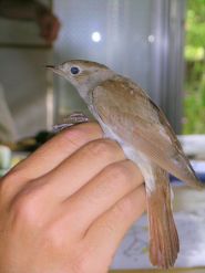 عکس بلبل در خانه