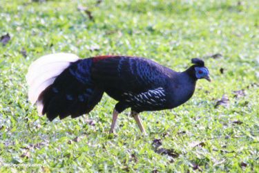 قرقاول نژاد مالزیایی Malaysia pheasant