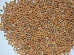 تخم نطفه دار - تخم منداب