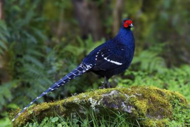 قرقاول نژاد میکادو Mikado pheasant