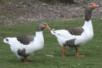 نژاد نرماندی Normandy